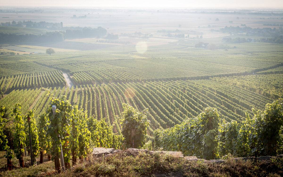 Quels sont les villages viticoles à explorer sur la Route des Vins d’Alsace ? Colmar