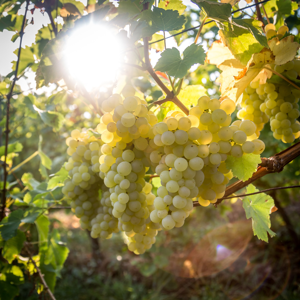 Tout savoir sur les vins rouges d'Alsace  Cave Ziegler-Fugler, Orschwihr,  Colmar, Guebwiller