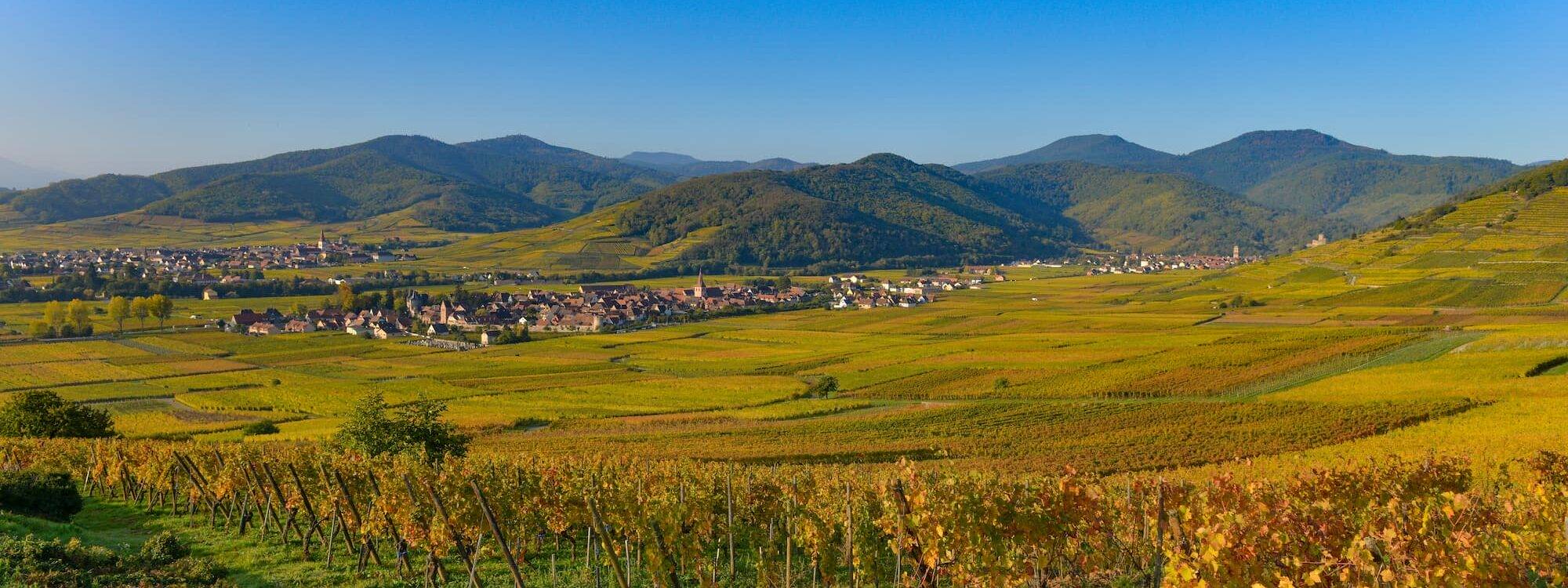 Pourquoi choisir un vin alsacien ? Mulhouse